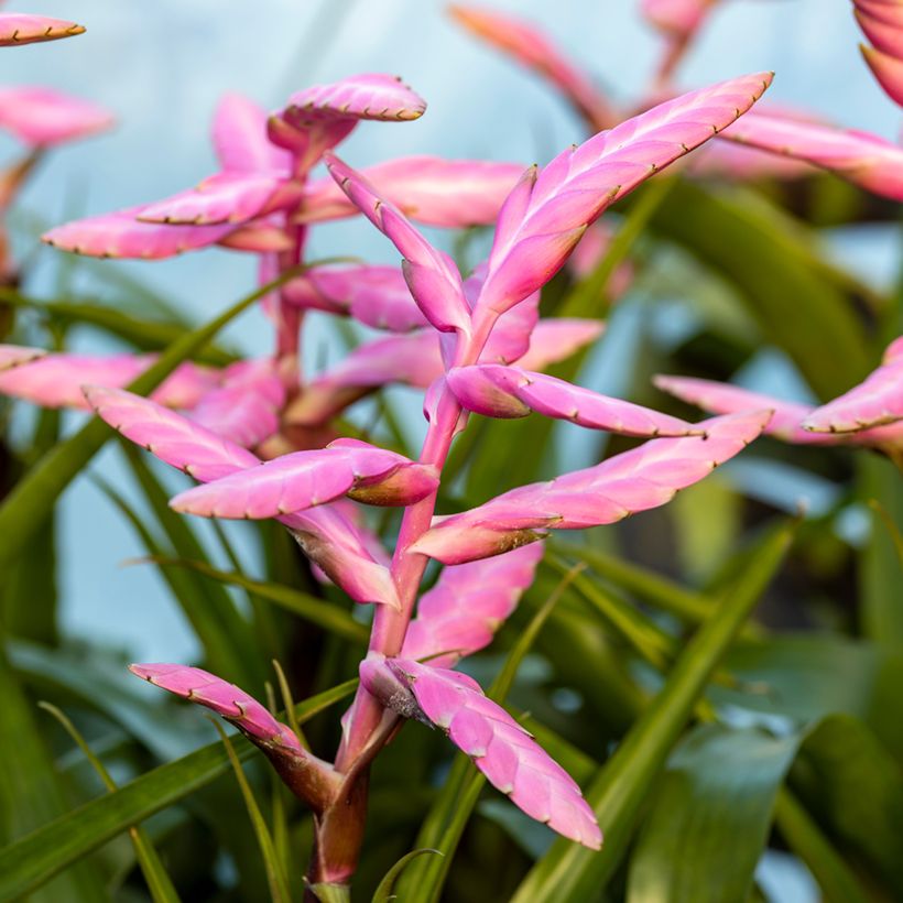 Tillandsia Andreas (Flowering)