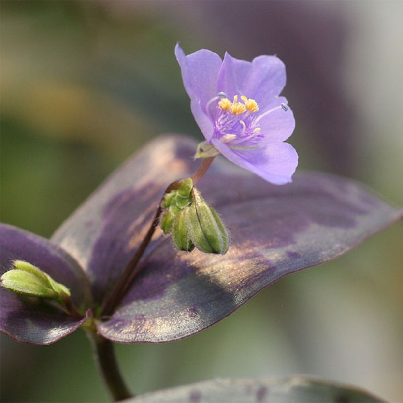 Tinantia pringlei (Floraison)