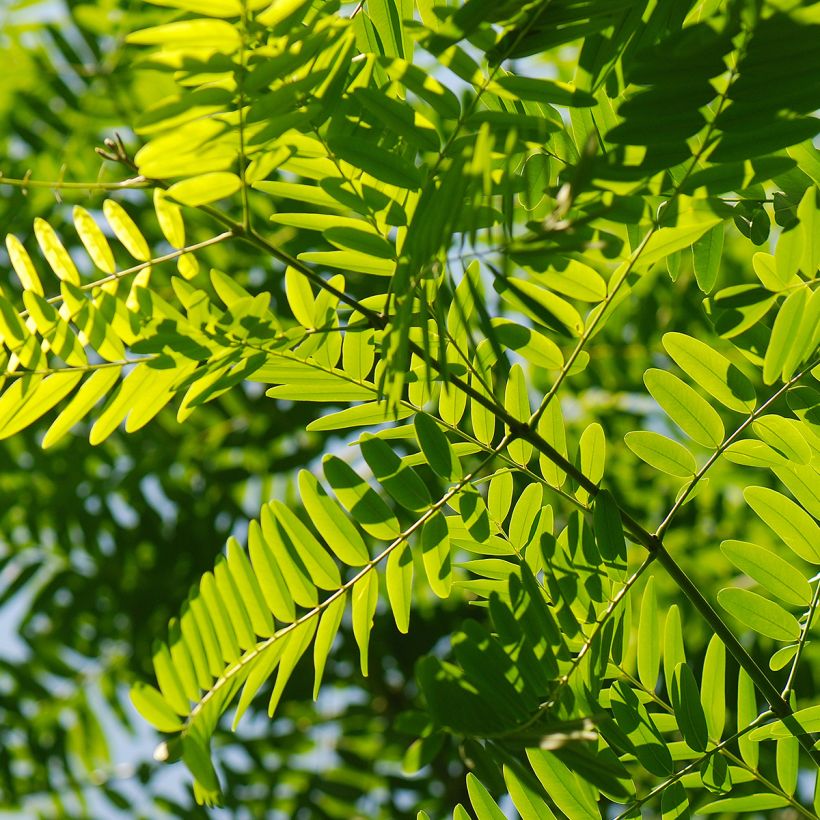 Tipuana tipu - Palo rosa, tipa (Feuillage)