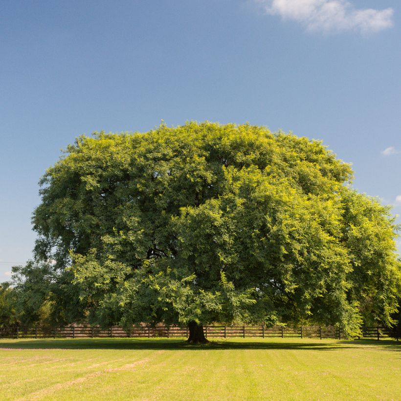 Tipuana tipu - Palo rosa, tipa (Port)