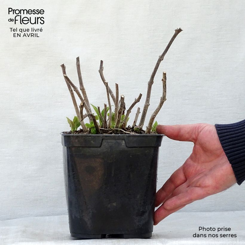 Spécimen de Titanotrichum oldhamii  Pot de 2L/3L tel que livré au printemps