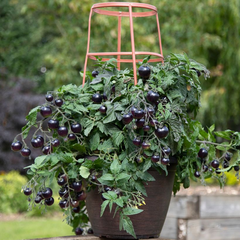 Tomate cocktail Akoya F1 (Plant habit)