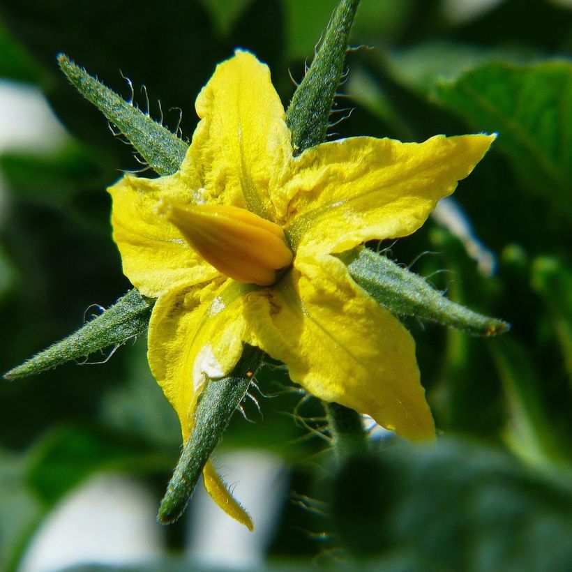 Tomate Ananas en plants GREFFES (Flowering)