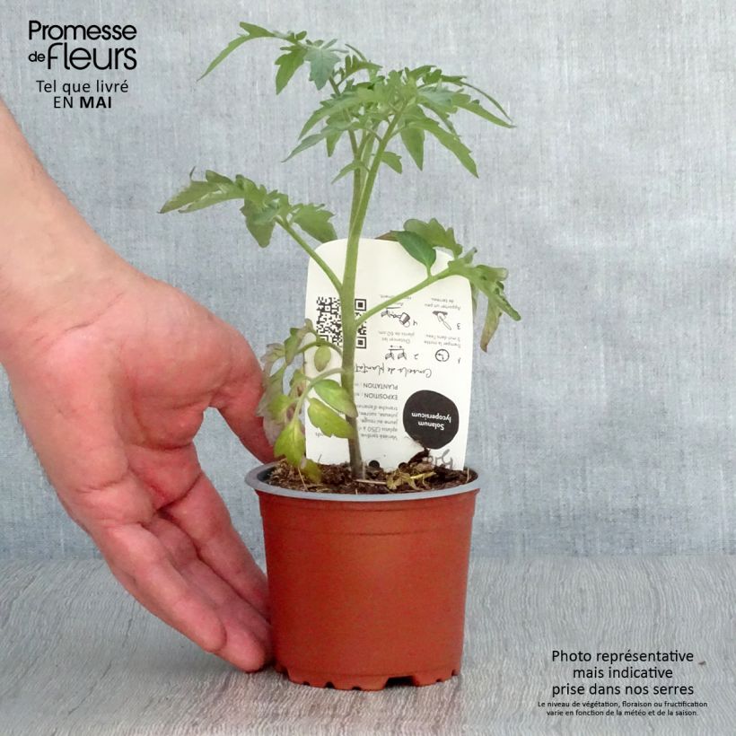Example of Tomate Ananas BIO Pot de 10 cm/11cm as you get in printemps