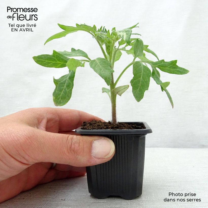 Example of Tomate Ananas en plants Godet de 7/8 cm as you get in printemps