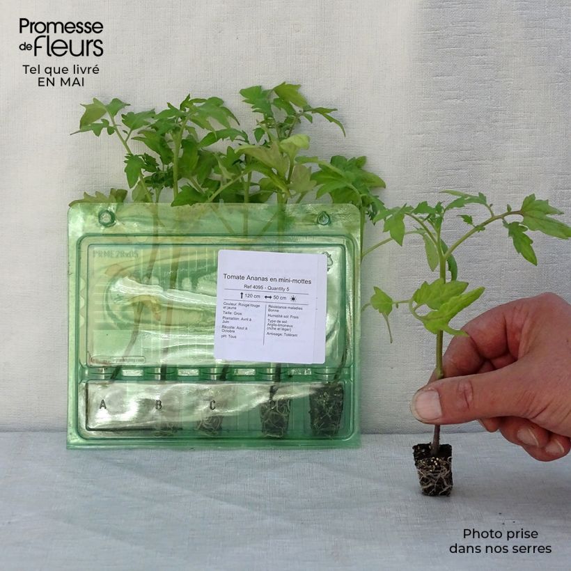 Example of Tomate Ananas en plants Mini-motte Ø 3/4 cm, Livré en hauteur de 5 à 10 cm as you get in printemps
