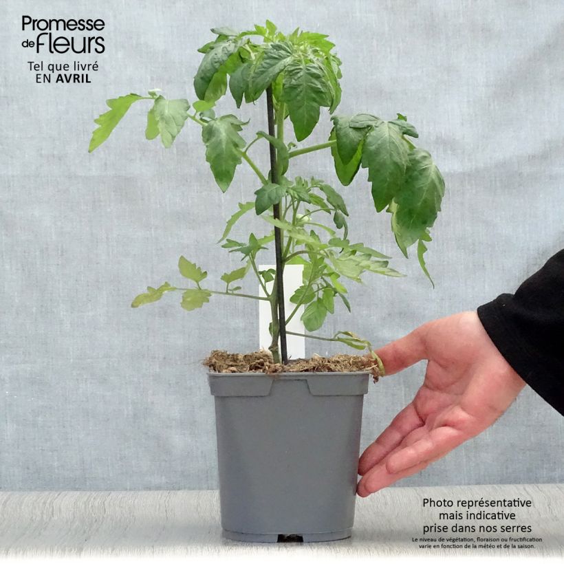 Example of Tomate Ananas en plants GREFFES Pot de 2L/3L as you get in printemps