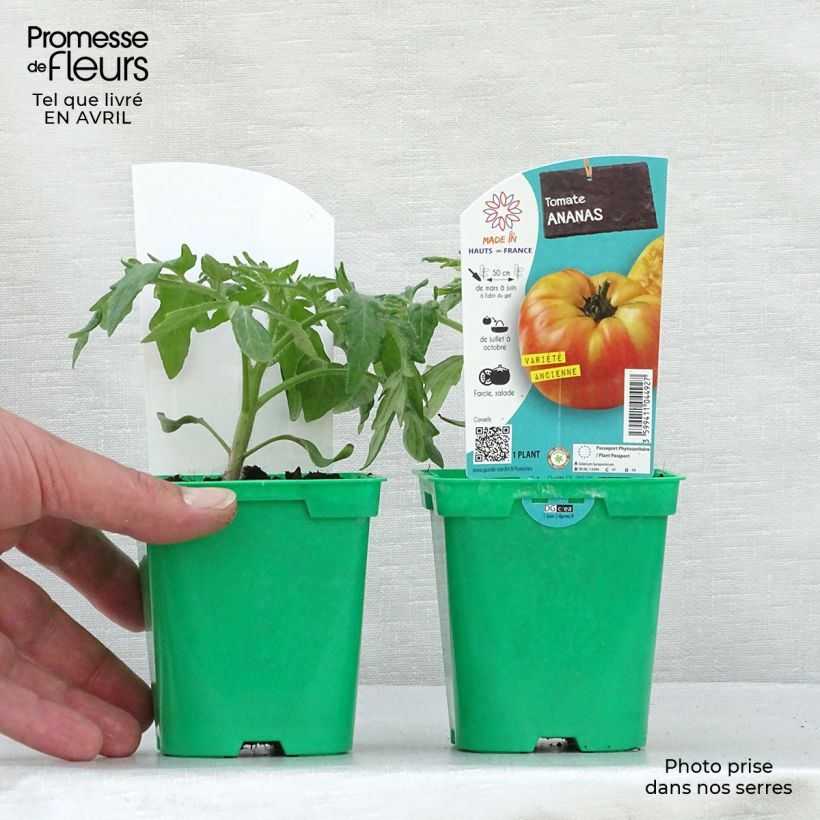 Example of Tomate Ananas en plants Pot de 10 cm/11cm as you get in printemps