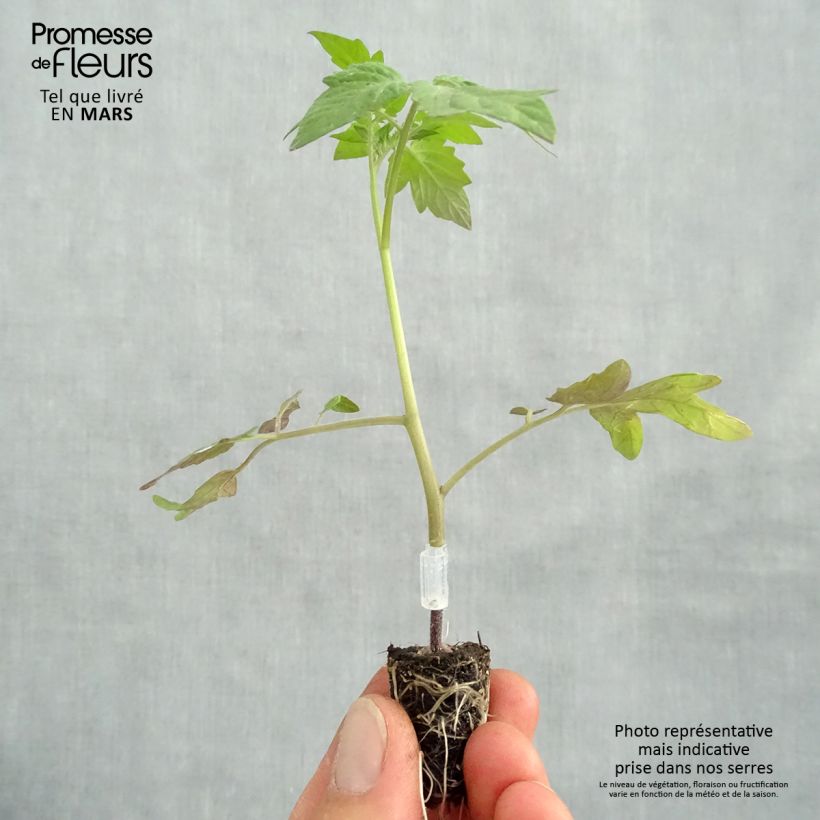 Example of Tomate Apéro F1 en plants GREFFES BIO mini-mottes - Tomate-cerise Mini-motte Ø 1,5/2,5 cm as you get in printemps