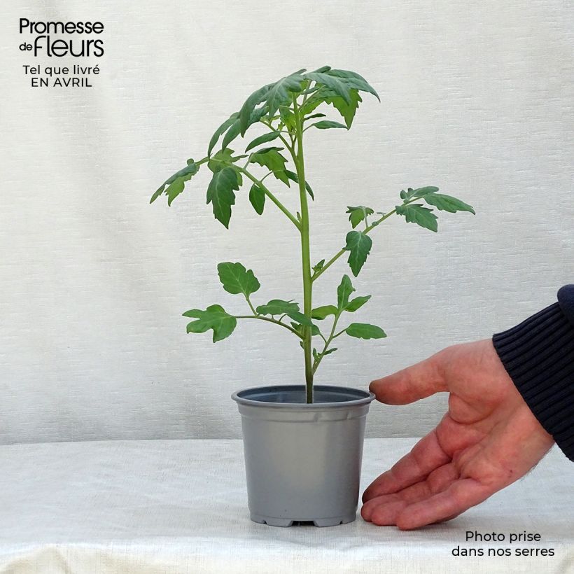 Example of Tomate Apéro F1 en plants - Tomate-cerise Pot de 10 cm/11cm as you get in printemps