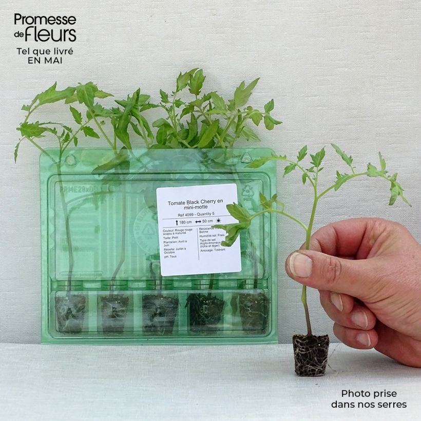 Example of Tomate Black Cherry en plants Mini-motte Ø 3/4 cm, Livré en hauteur de 5 à 10 cm as you get in printemps