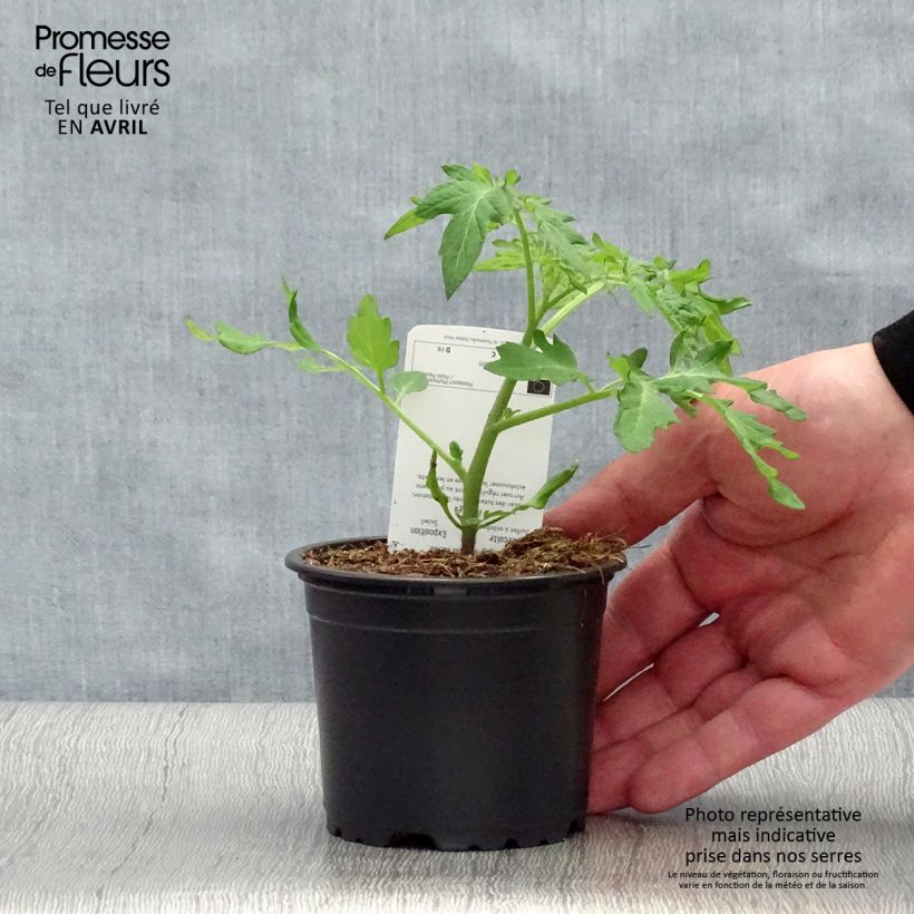 Example of Tomate Black Cherry en plants Pot de 10 cm/11cm as you get in printemps