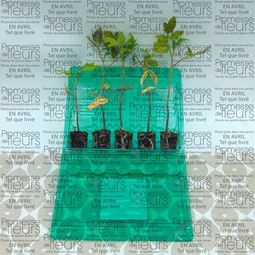 Exemple de spécimen de Tomate Borsalina F1  en plants - Tomate type Coeur de Boeuf Mini-motte Ø 3/4 cm, Livré en hauteur de 5 à 10 cm tel que livré