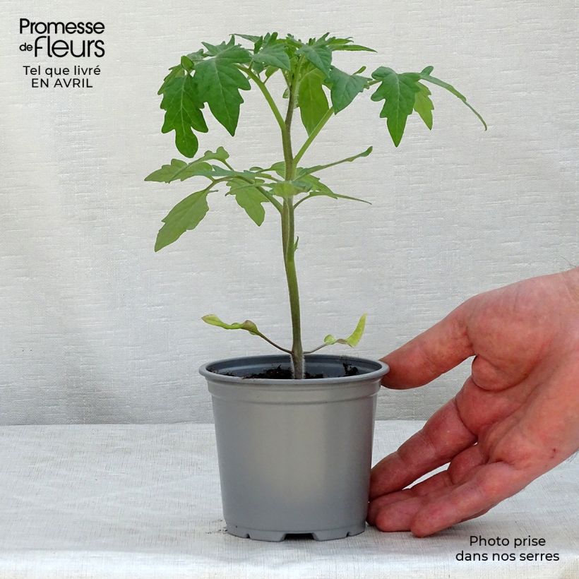 Example of Tomate Buffalo Steak F1 en plants Pot de 10 cm/11cm as you get in printemps
