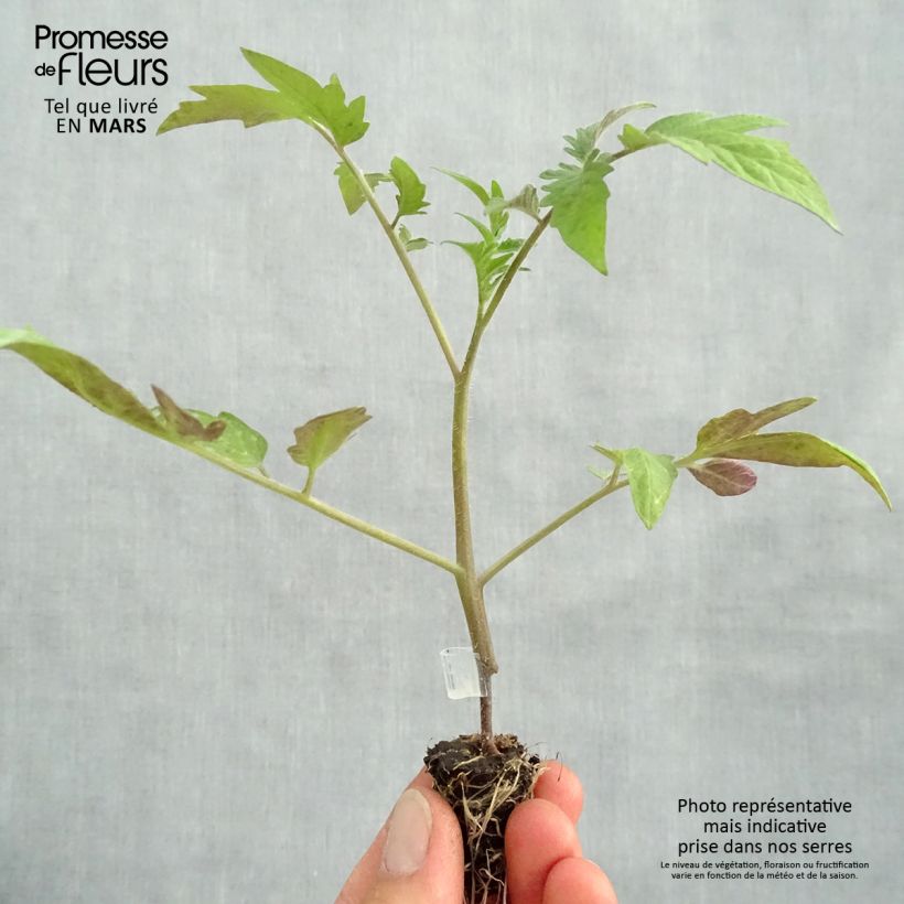 Example of Tomate Buffalo Steak en plants GREFFES BIO - F1 en mini-mottes  Mini-motte Ø 1,5/2,5 cm as you get in printemps