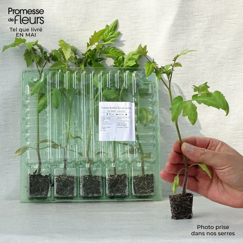 Example of Tomate Buffalo Sun en plants Mini-motte Ø 3/4 cm as you get in printemps
