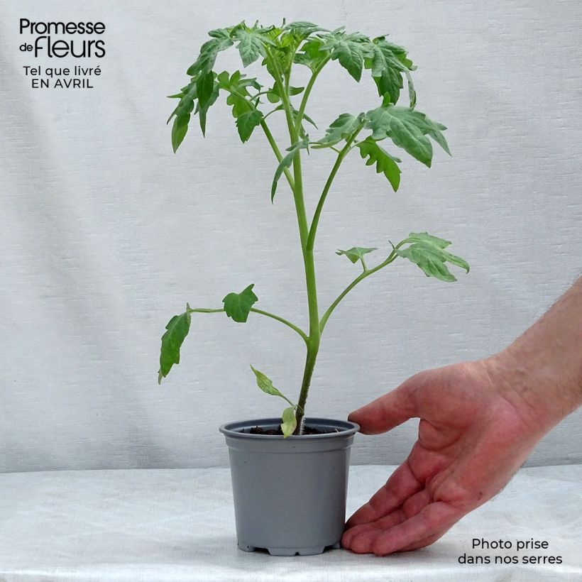 Example of Tomate Buffalo Sun en plants Pot de 10 cm/11cm as you get in printemps