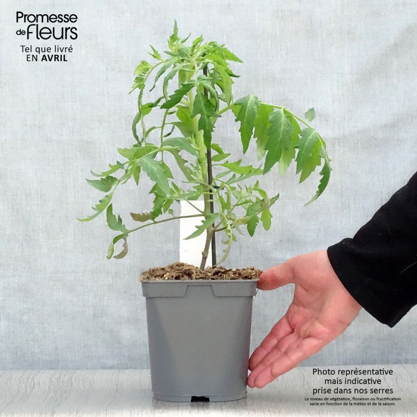 Example of Tomate Cauralina F1 en plants GREFFES Pot de 2L/3L as you get in printemps