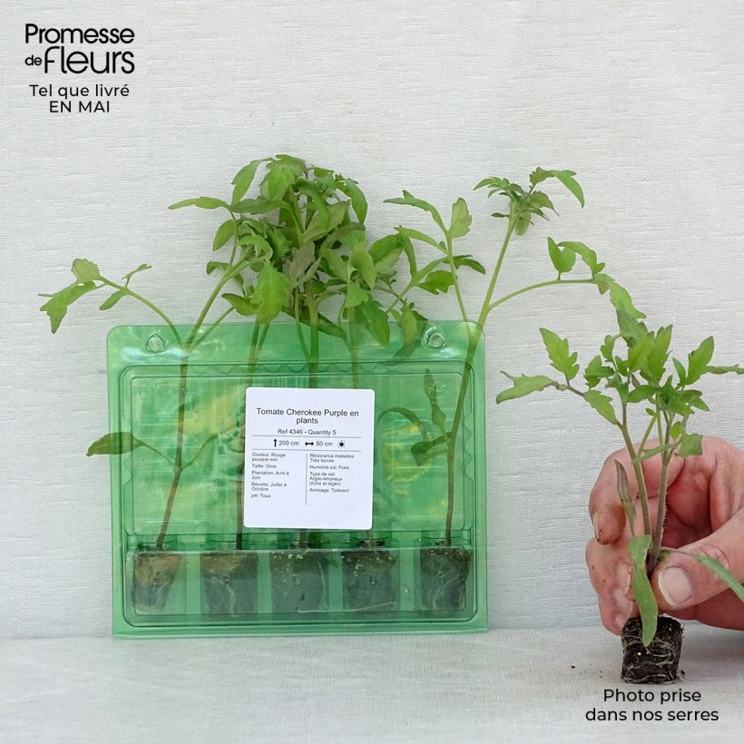 Example of Tomate Cherokee Purple en plants Mini-motte Ø 3/4 cm, Livré en hauteur de 5 à 10 cm as you get in printemps