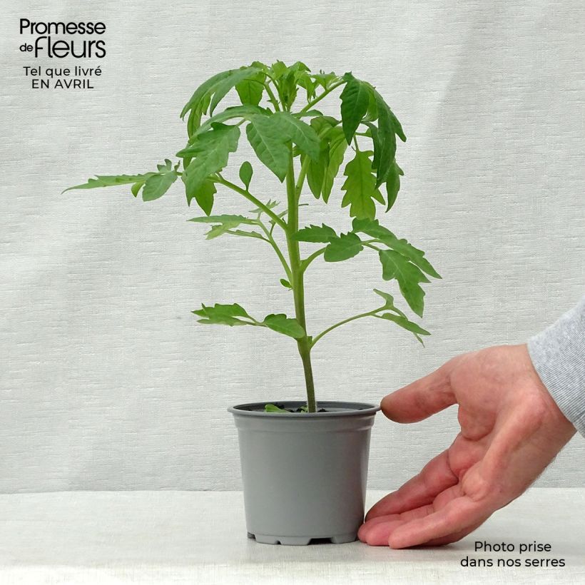 Example of Tomate Cherokee Purple en plants Godet de 8/9 cm as you get in printemps