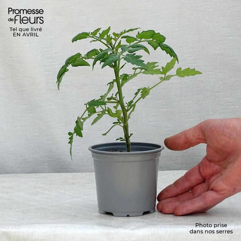 Example of Tomate Cherry Orange en plants - Tomate cerise Godet de 8/9 cm as you get in printemps
