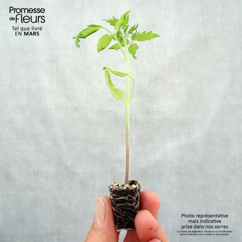 Example of Tomate Cherry Yellow en plants - Tomate-cerise Mini-motte Ø 3/4 cm, Livré en hauteur de 5 à 10 cm as you get in printemps