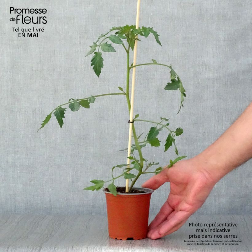 Example of Tomate Cherry Yellow en plants - Tomate-cerise Godet de 8/9 cm as you get in printemps