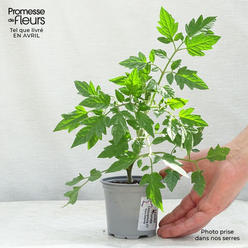 Spécimen de Tomate Chocoprevia F1 en plants GREFFES - La Sélection du Chef Godet de 8/9 cm tel que livré au printemps