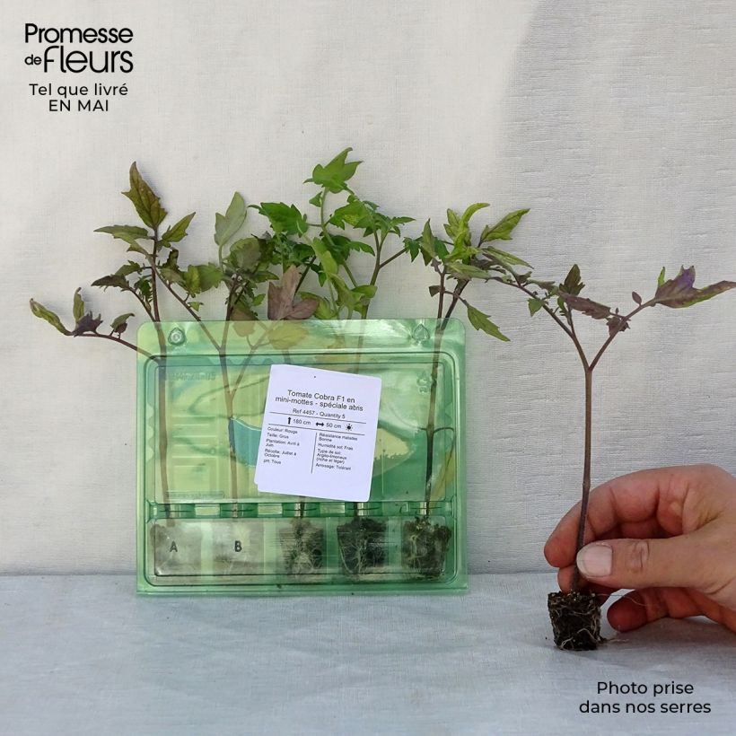 Example of Tomate Cobra F1 en plants - spéciale abris Mini-motte Ø 3/4 cm, Plant vert de 5 cm de haut environ as you get in printemps