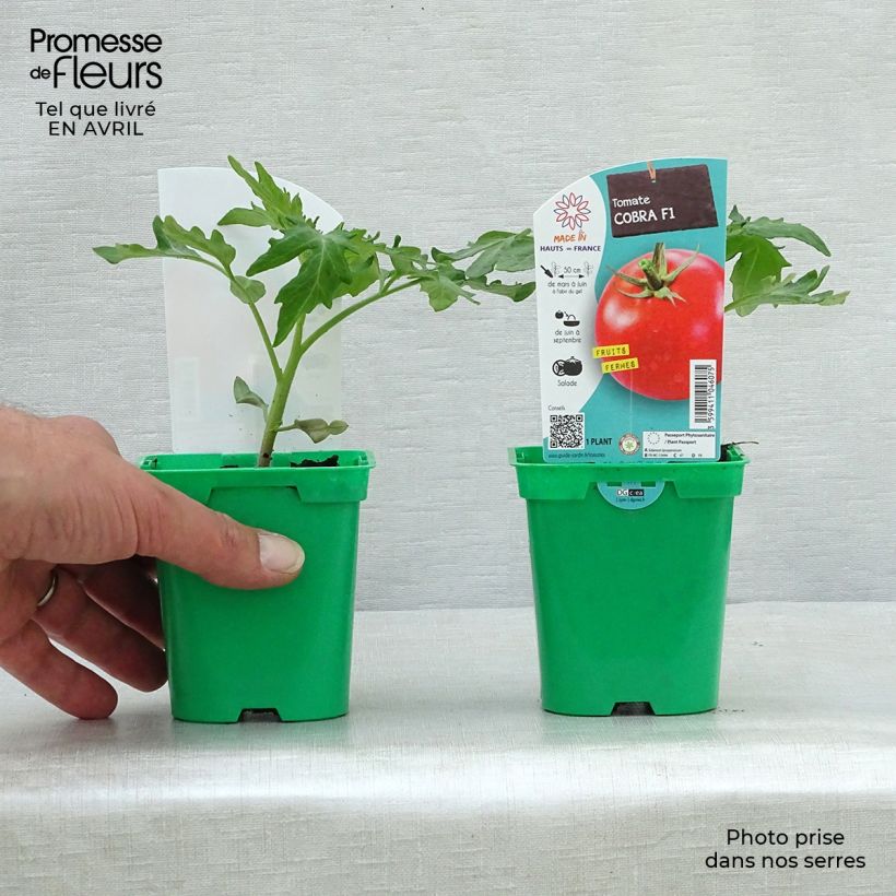 Example of Tomate Cobra F1 en plants - spéciale abris Pot de 10 cm/11cm as you get in printemps