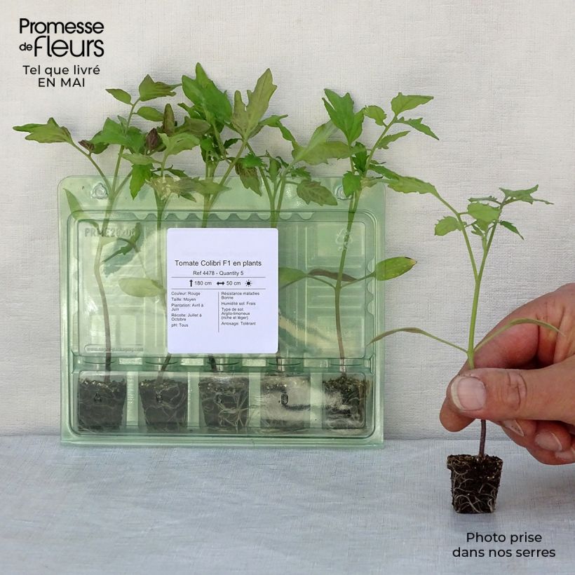 Example of Tomate Colibri F1 en plants  Mini-motte Ø 3/4 cm as you get in printemps