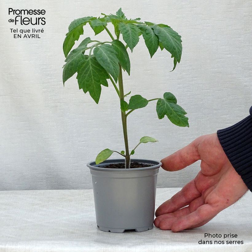 Example of Tomate Colibri F1 en plants  Godet de 8/9 cm as you get in printemps