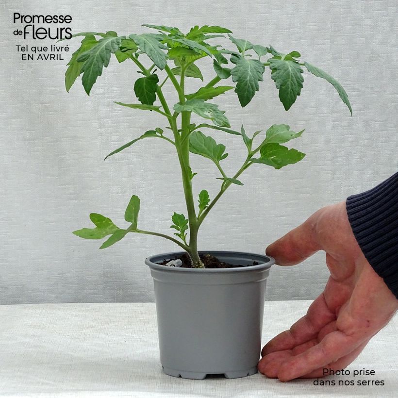 Example of Tomate Cookie F1 en plants GREFFES - La Sélection du Chef Godet de 8/9 cm as you get in printemps