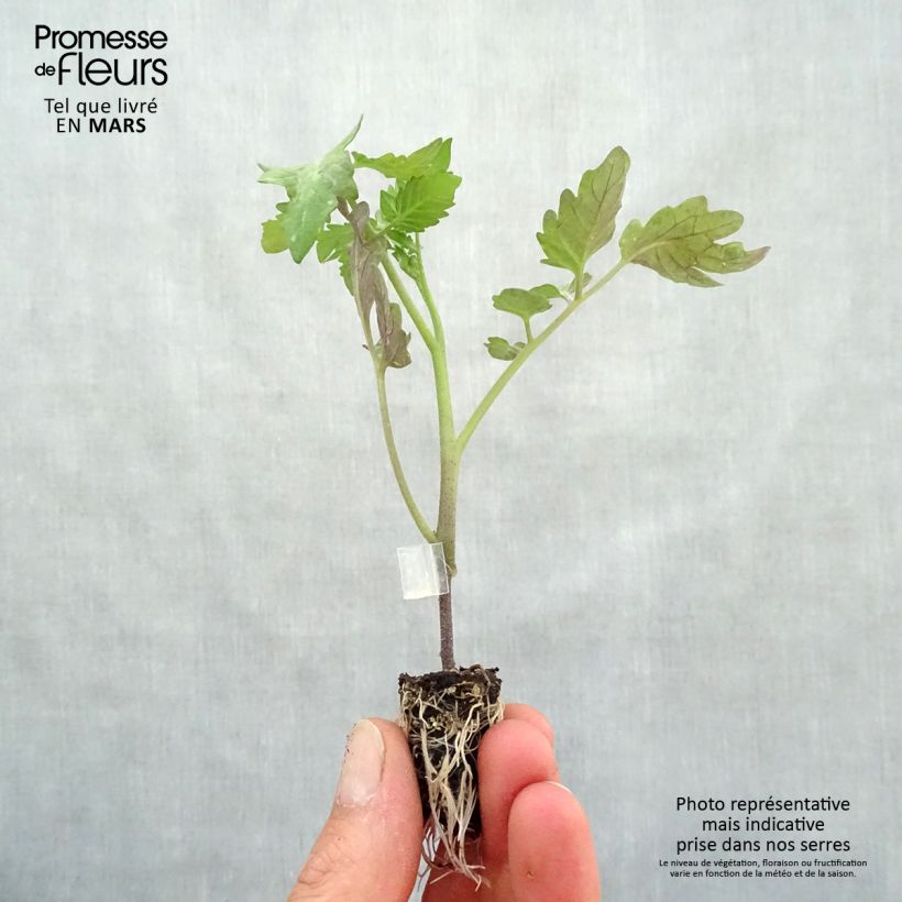 Example of Tomate Cookie F1 en plants GREFFES BIO en mini-mottes  Mini-motte Ø 1,5/2,5 cm as you get in printemps