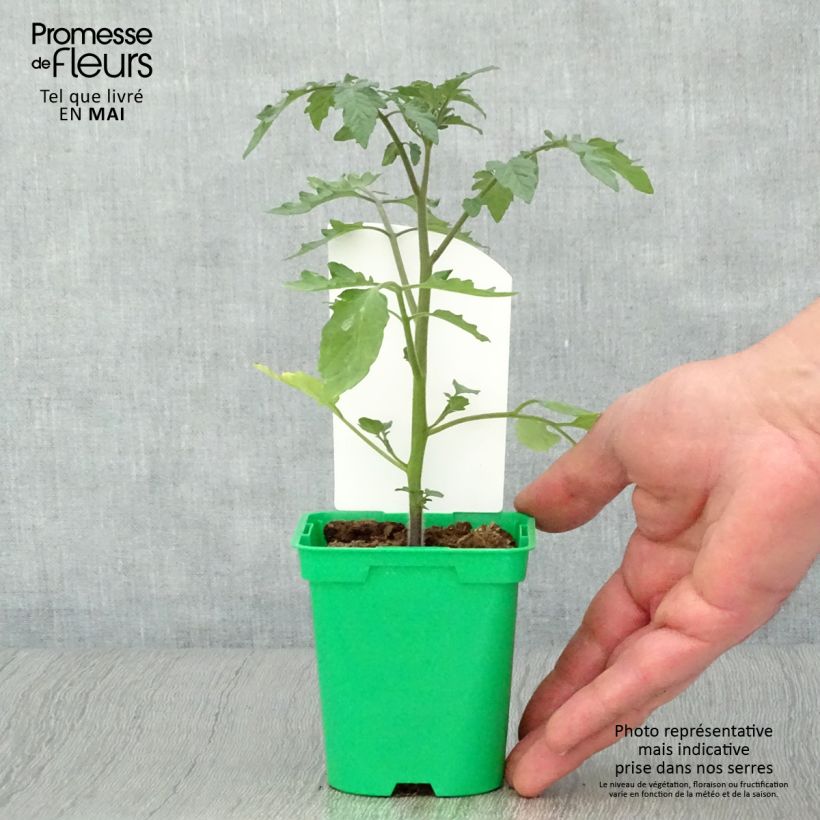 Example of Tomate Cookie F1 mélange en plants Pot de 10 cm/11cm as you get in printemps