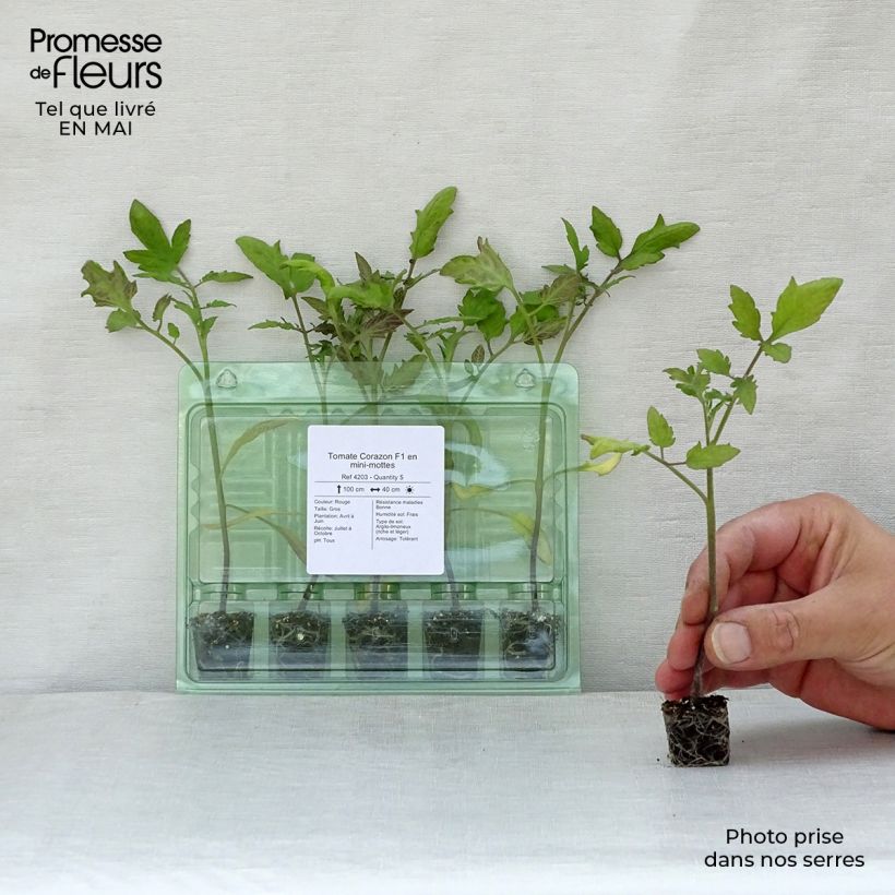 Example of Tomate Corazon F1 en plants Mini-motte Ø 1,5/2,5 cm, Livré en hauteur de 5 à 10 cm as you get in printemps