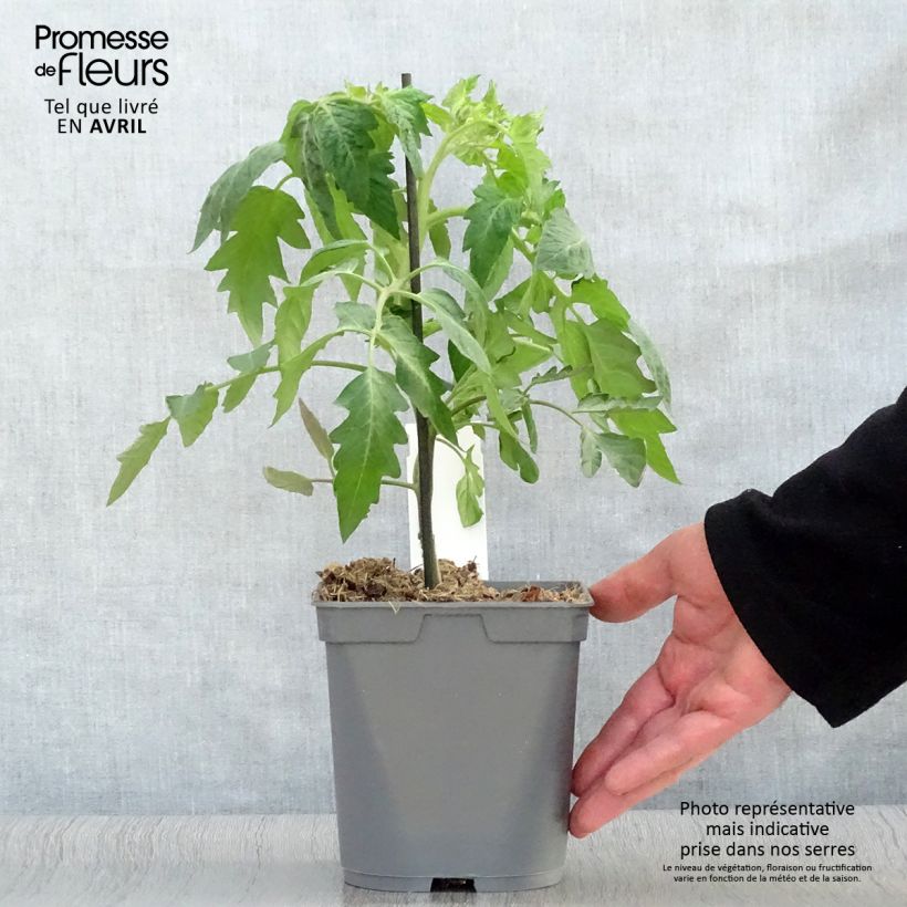 Example of Tomate Corazon F1 en plants GREFFES Pot de 2L/3L as you get in printemps