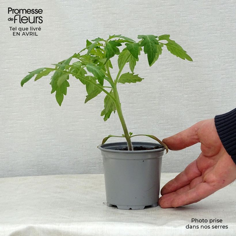 Example of Tomate Corazon F1 en plants Pot de 10 cm/11cm as you get in printemps