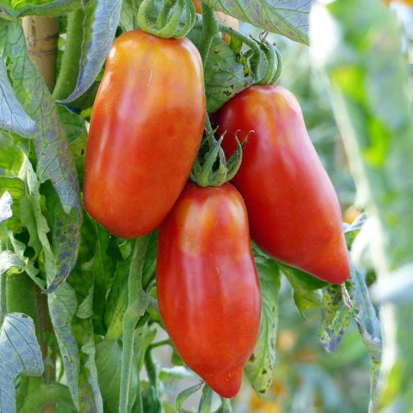 Tomate Cornue des Andes ou Andine Cornue en plants GREFFES (Harvest)
