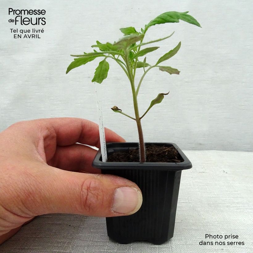 Example of Tomate Cornue des Andes en plants - Andine Cornue Godet de 7/8 cm as you get in printemps