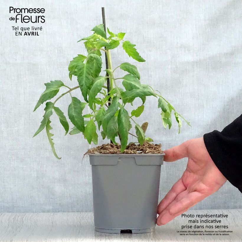 Example of Tomate Cornue des Andes ou Andine Cornue en plants GREFFES Pot de 2L/3L as you get in printemps