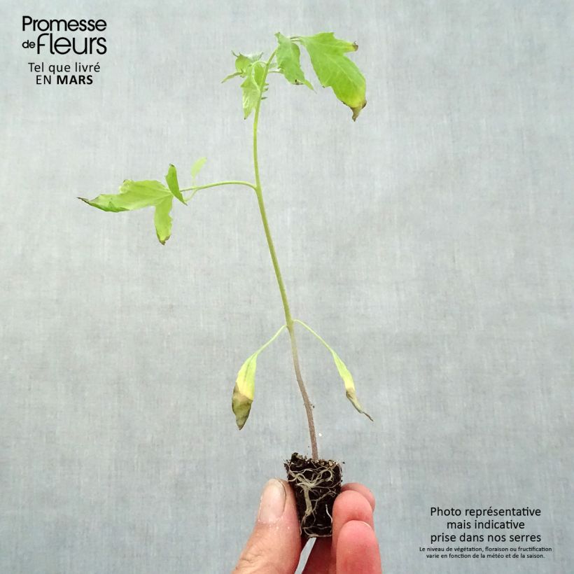 Example of Tomate Cuor di Bue en plants - Cœur de Bœuf Mini-motte Ø 3/4 cm, Livré en hauteur de 5 à 10 cm as you get in printemps