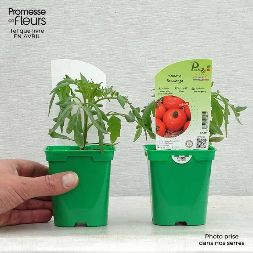 Example of Tomate Fandango F1 en plants Pot de 10 cm/11cm as you get in printemps