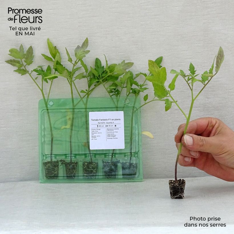 Example of Tomate Fantasio F1 en plants Mini-motte Ø 1,5/2,5 cm, Livré en hauteur de 5 à 10 cm as you get in printemps