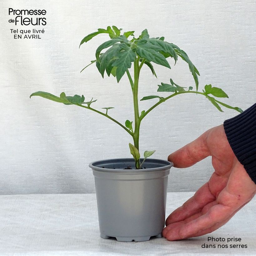 Example of Tomate Fantasio F1 en plants Pot de 10 cm/11cm as you get in printemps