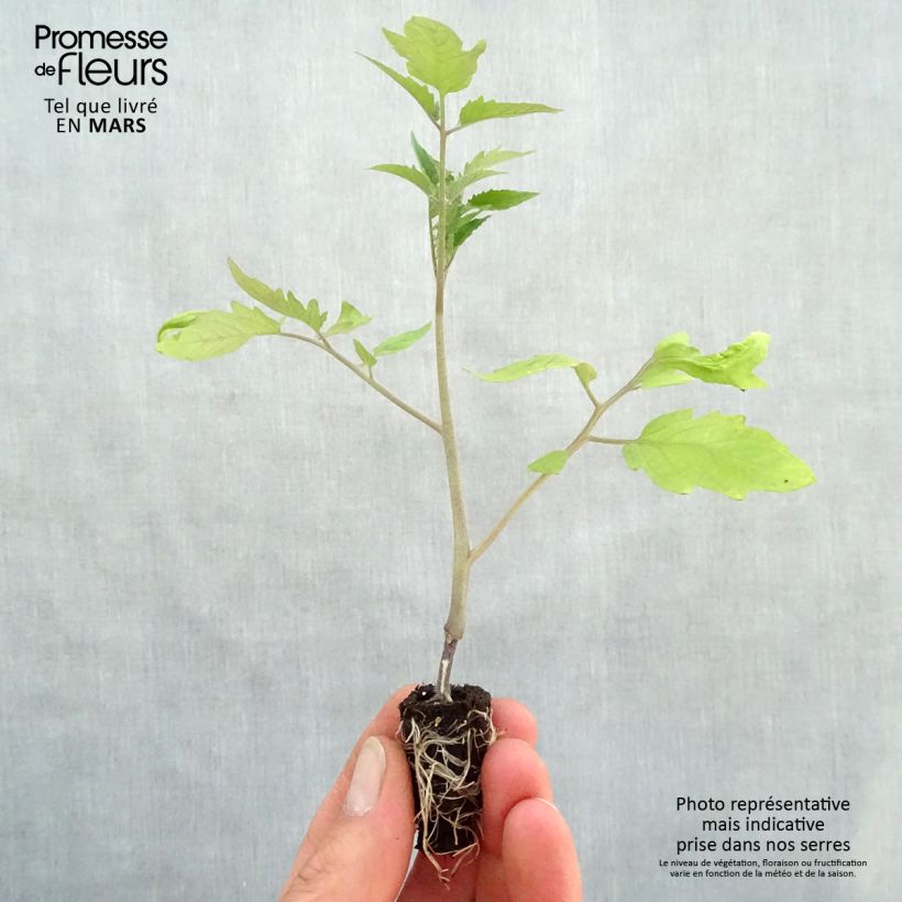Example of Tomate Fleurette F1 en plants GREFFES - Tomate Cœur de Bœuf hybride Mini-motte Ø 1,5/2,5 cm, Plant greffé de 5 à 10 cm de hauteur as you get in printemps