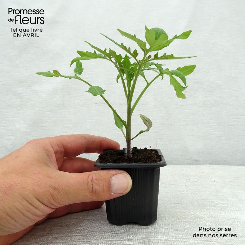 Example of Tomate Fournaise F1 en plants Godet de 7/8 cm as you get in printemps