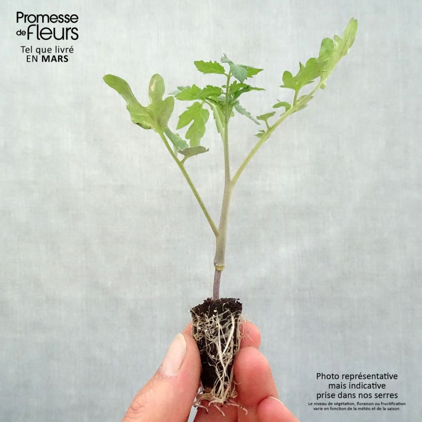 Example of Tomate Fournaise F1 en plants Mini-motte Ø 3/4 cm as you get in printemps