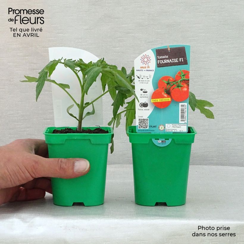 Example of Tomate Fournaise F1 en plants Pot de 10 cm/11cm as you get in printemps