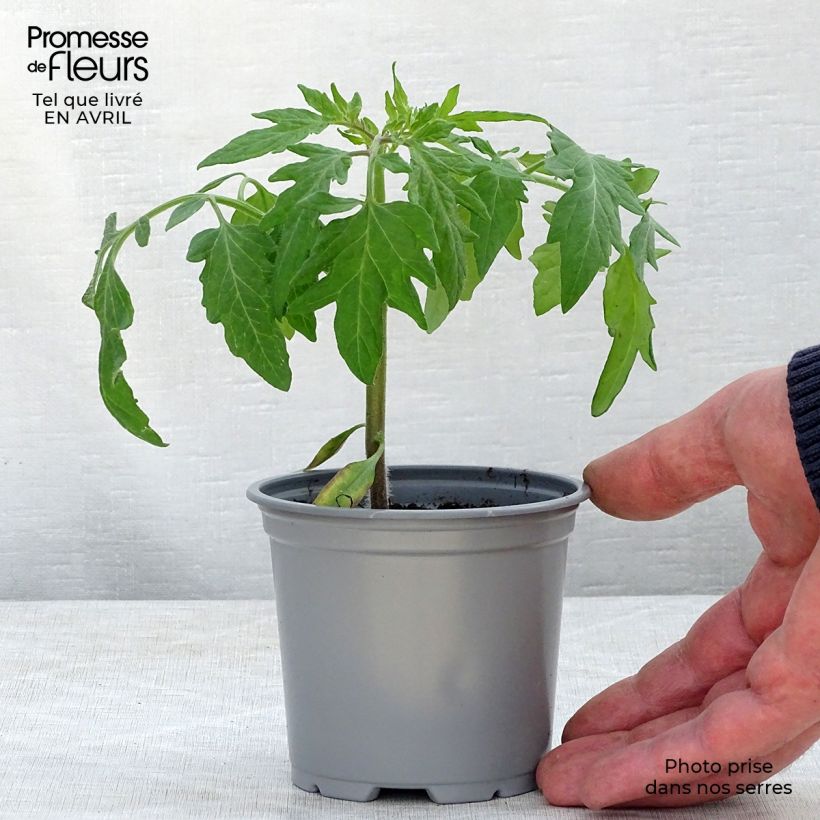 Example of Tomate Fuji Pink F1 en plants Godet de 8/9 cm as you get in printemps